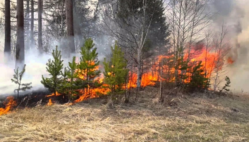 В Красноярском крае потушили 6 лесных пожаров