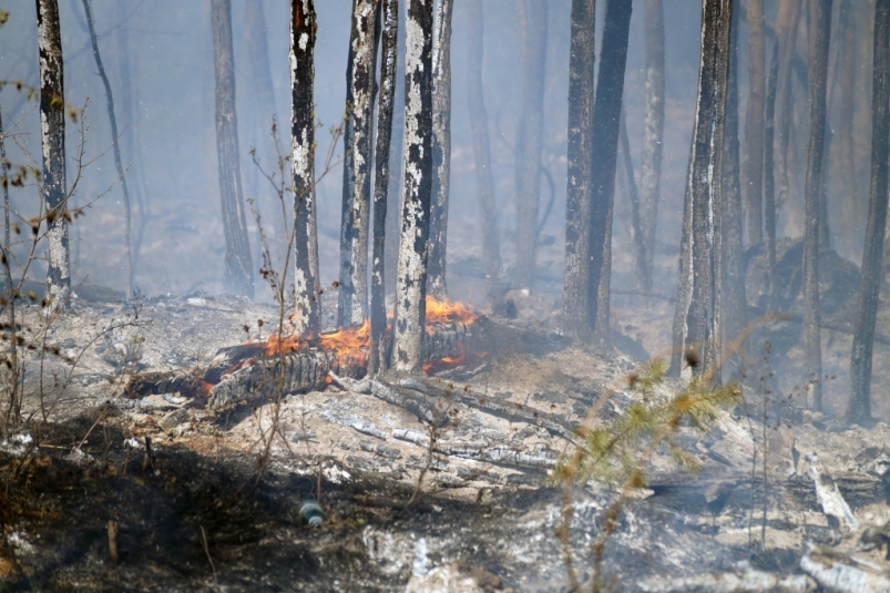 В Красноярском крае нашли виновного в масштабных лесных пожарах 2019 года