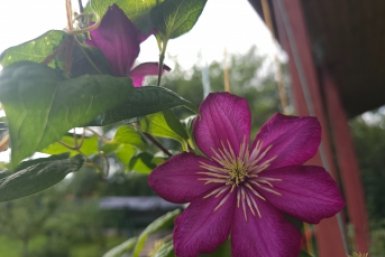 Тематическое фото Ксения Сафрыгина