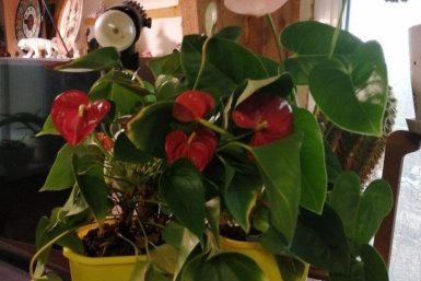 Тематическое фото Алина Демченко ИА PrimaMedia