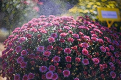 осень, природа, погода, прогноз погоды, цветы, дождь ,морось Мария Смитюк, ИА PrimaMedia