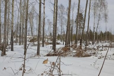 . пресс-служба прокуратуры Красноярского края