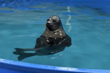 . пресс-служба управление Россельхознадзора по Красноярскому краю