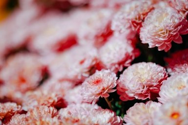 природа, погода, прогноз погоды, цветы Мария Смитюк, ИА PrimaMedia.ru