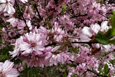 Цветы, природа, погода Анастасия  Москалева, ИА ChitaMedia.su