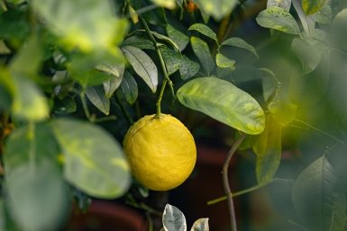 Бросаю лимон в морозилку и он становится вкуснее