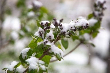 Ставрополь, весна, апрель, снег, цветы, деревья, сирень, природа Артём Хорошилов, ИА Stavropol.Media