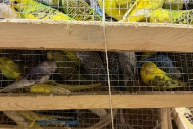 . пресс-служба управления Россельхознадзора по Красноярскому краю