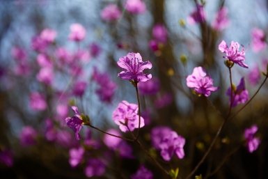 Рододендрон, цветение, весна Дмитрий Осипчук, ИА PrimaMedia.ru