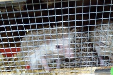 . пресс-служба управления Россельхознадзора по Красноярскому краю