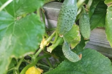 3 часа — и рассаду огурцов не узнать: стебель толщиной с палец, листья зеленее изумрудов — без химии и трат