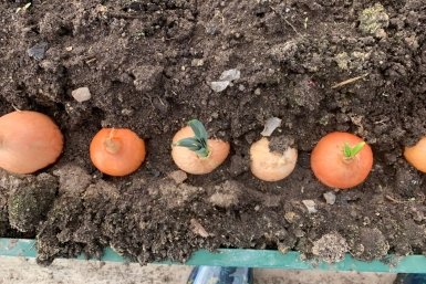 Головки по 200 г из севка с горошину: всего 1 шаг — и урожая немерено даже из мелочи