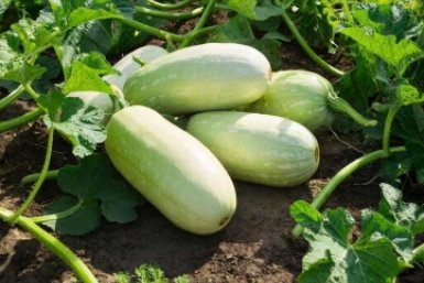 Из 8 сортов берите эти 3: кабачки светло-зеленые, мякоть кремовая – сажаем сейчас