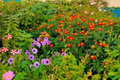 Не петуния и не азалия: какие цветы можно сеять семенами в открытый грунт – цветут 3 месяца подряд