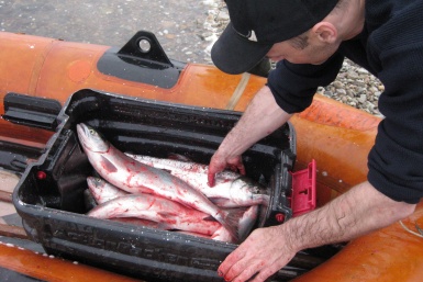 Борьбу с незаконным выловом рыбы ужесточают — вышел новый приказ МВД