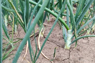 Перья пышные, а луковица размером с кулак: 2 ошибки и 3 совета дачникам - агроном поставила точку в давнем споре