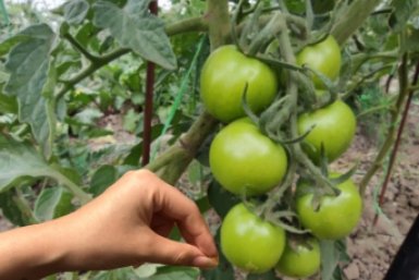 Томаты-гиганты по 800 гр.: закопайте это под каждый куст в мае - сочные, мясистые и сладкие