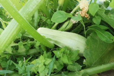 Когда сажать кабачки по Лунному календарю-2026: выбираем "тот самый" день — выращиваем плоды-гиганты