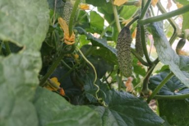 Огурчики с грядки хрустят как сочные печеньки: крепкие и сладкие — "зеленый коктейль" спас урожай