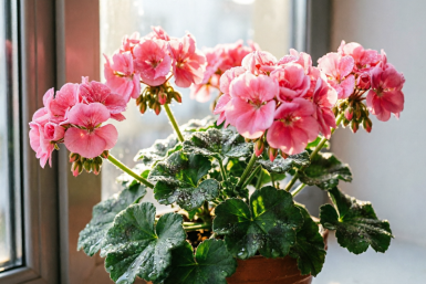 Стучу по горшку в мае — герань расцвела пышнее соседской: в чем хитрость?