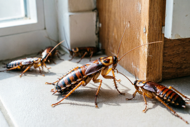 Cмесь 1:1 прячу по углам: тараканы разбежались врассыпную — вернуться не посмеют