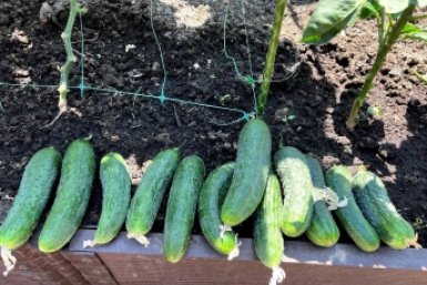 Эти 2 сорта огурцов - вывезли урожай 2025: сажаю снова - хрустят и радуют вкусом