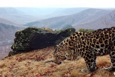 Дождливая погода расстроила леопарда в Приморье Пресс-служба национального парка &quotЗемля леопарда&quot