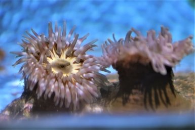 Толсторогий морской анемон Пресс-служба Приморского океанариума