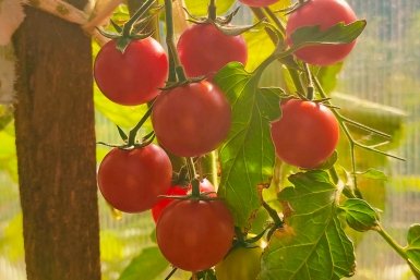 Тематическое фото ИА SochiMedia