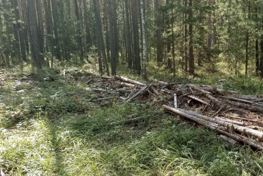 . пресс-служба прокуратуры Красноярского края