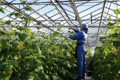 В Красноярском крае 500 многодетных семей получили помощь на развитие ЛПХ