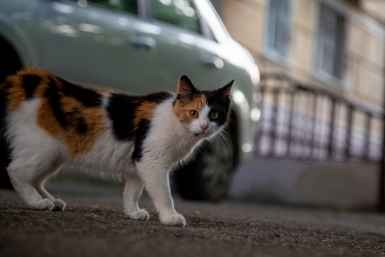 кот, кошка, домашние животные, домашние питомцы Мария Карева, ИА Stavropol.Media