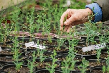 Сейчас саженцы растут под присмотром специалистов Правительство Севастополя
