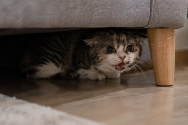 Кот жалобно мяукает и прячется Сгенерировано ИИ
