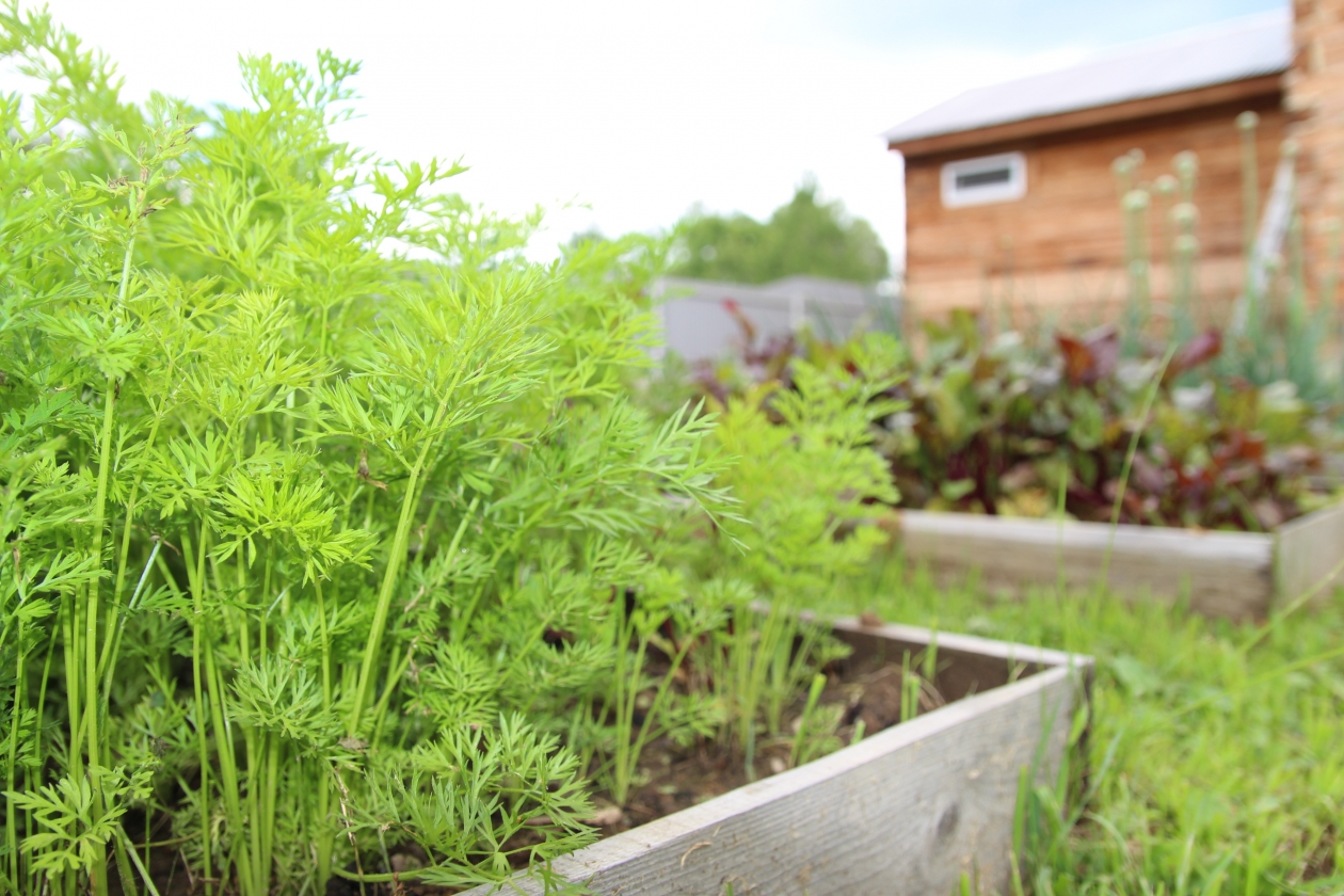 Укроп стоит пока посадить в теплице ИА EAOMedia, Письменова Ксения