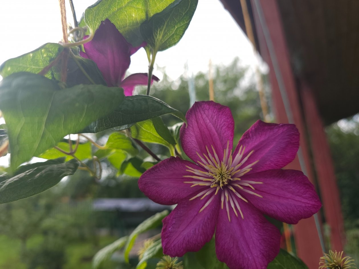 Тематическое фото Ксения Сафрыгина