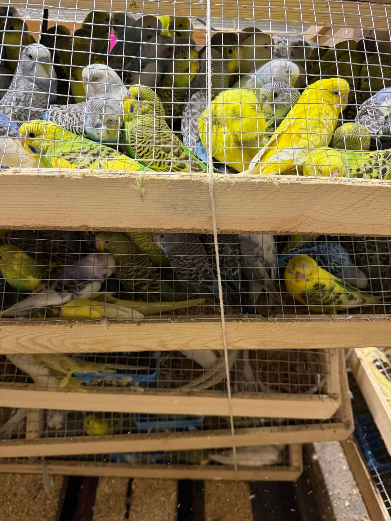 . пресс-служба управления Россельхознадзора по Красноярскому краю