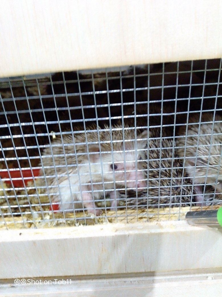 . пресс-служба управления Россельхознадзора по Красноярскому краю