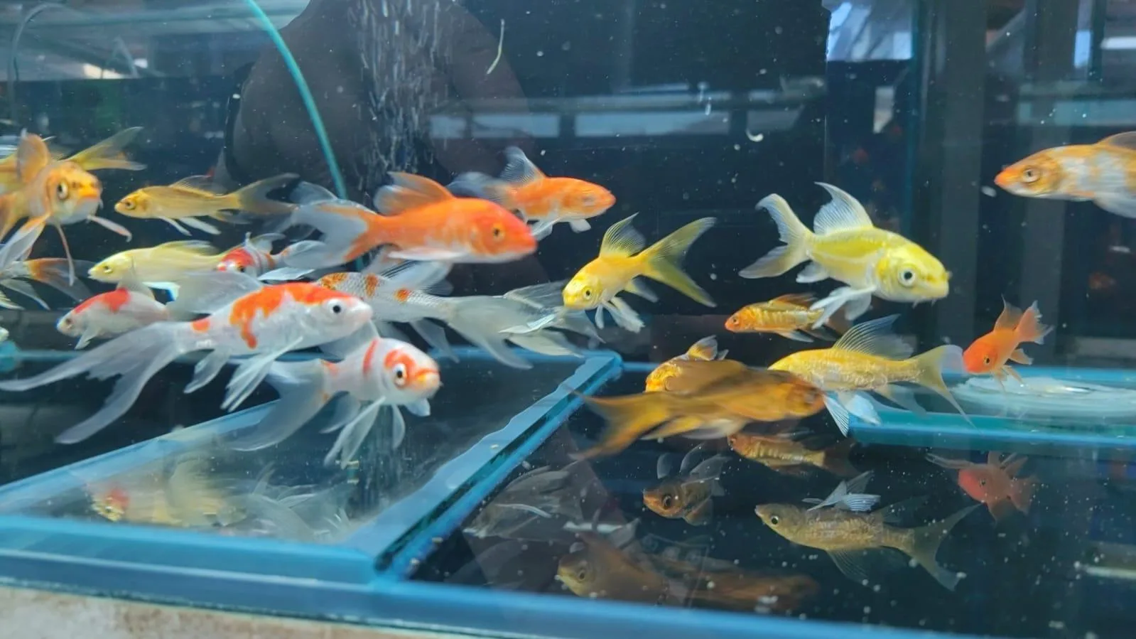 . пресс-служба управления Россельхознадзора по Красноярскому краю