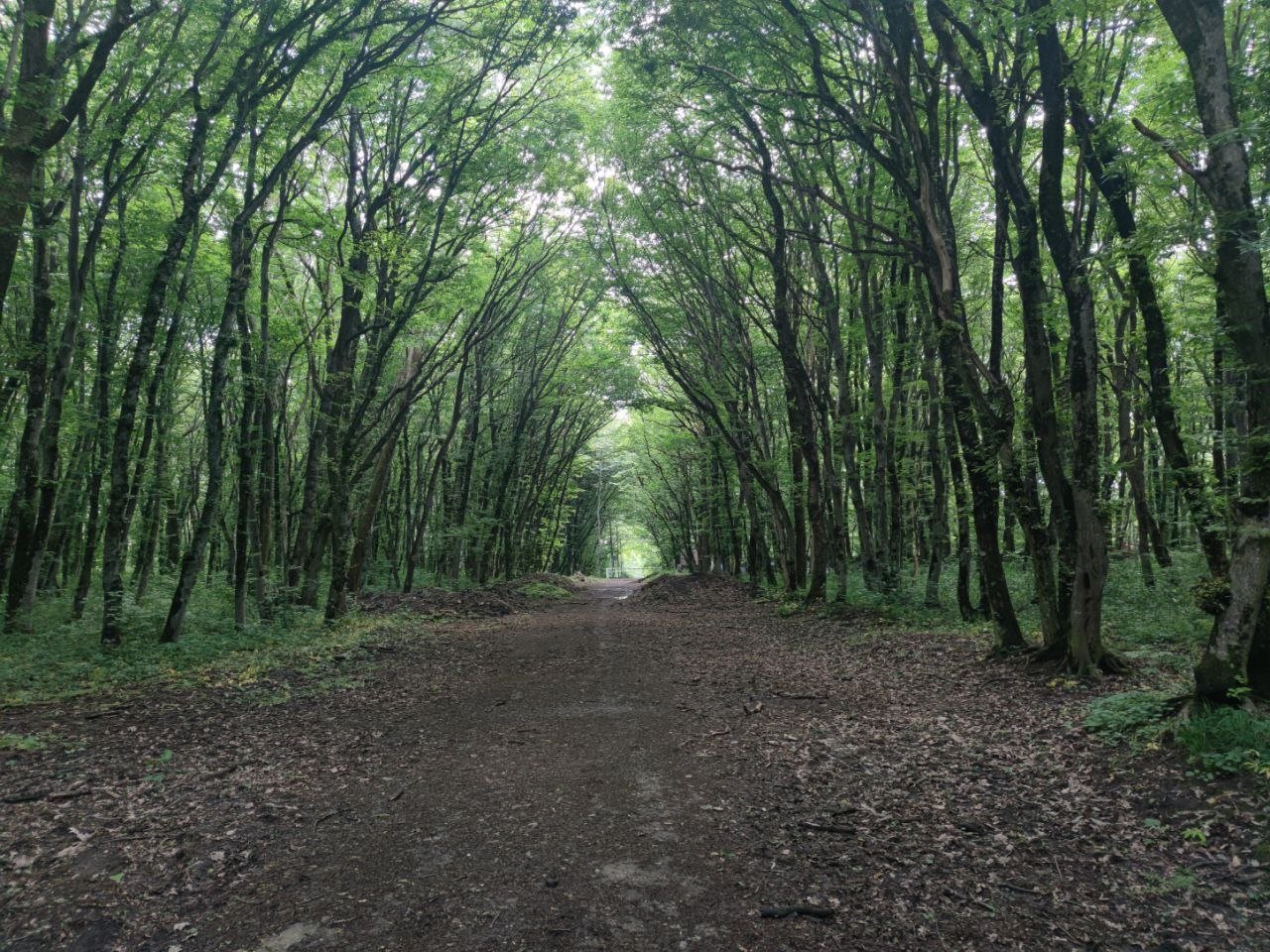 лес, деревья, природа ИА Stavropol.Media, Елена Гиневская