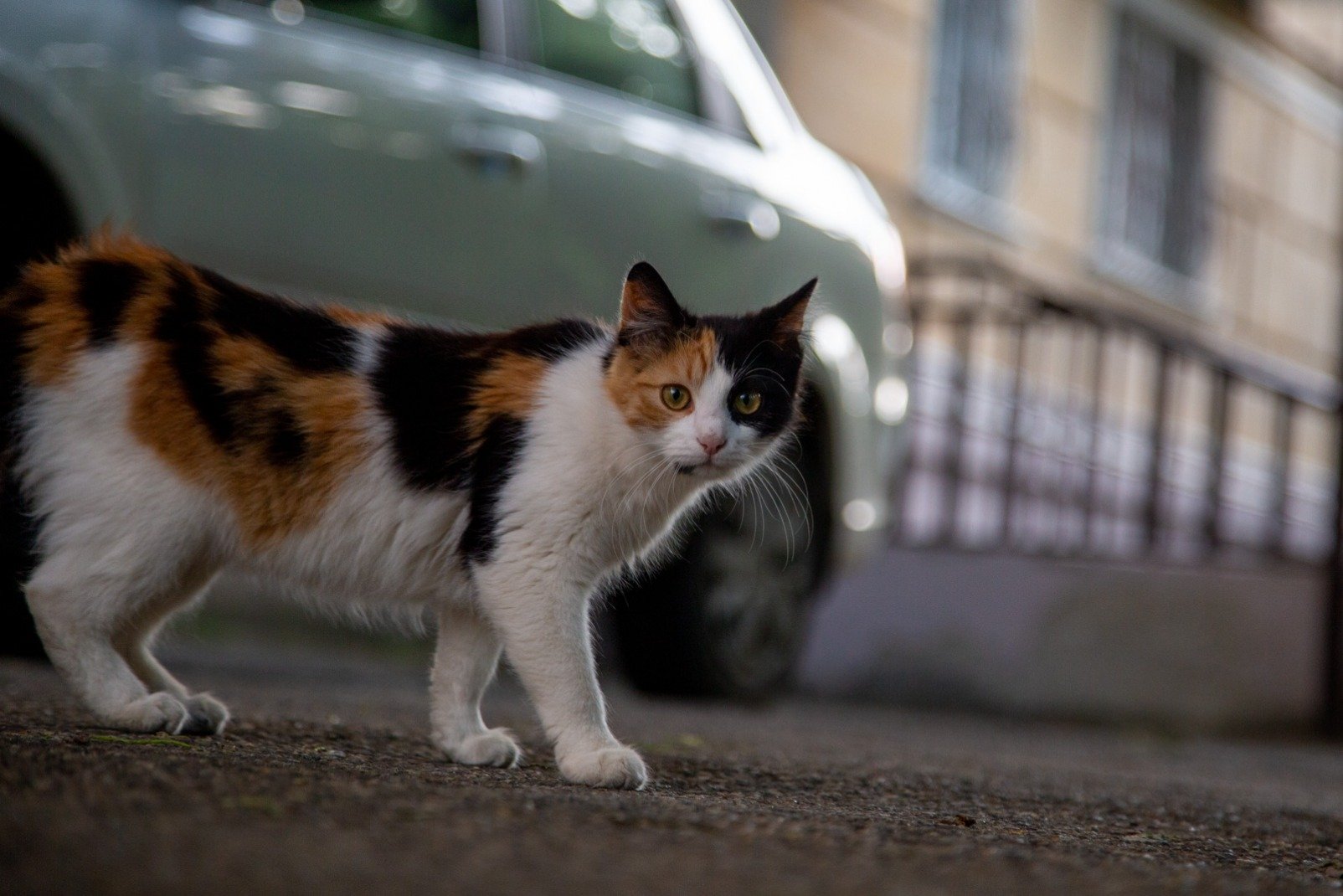 кот, кошка, домашние животные, домашние питомцы Мария Карева, ИА Stavropol.Media